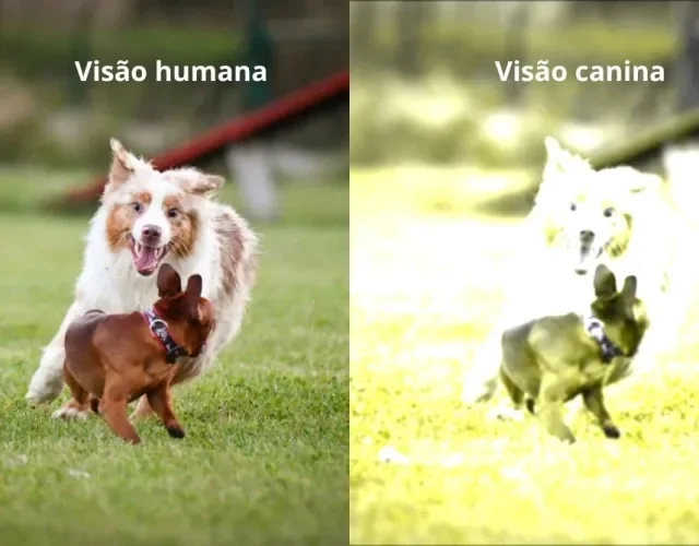 Cachorros brincando na visão humana e na visão de um cachorro