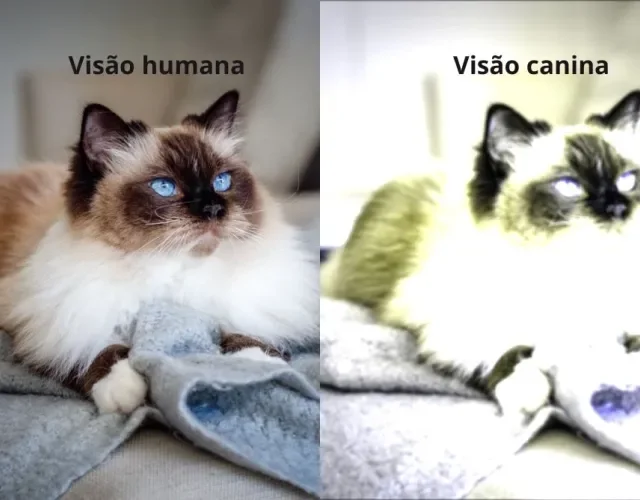 Gato na visão humana e na visão de um cachorro