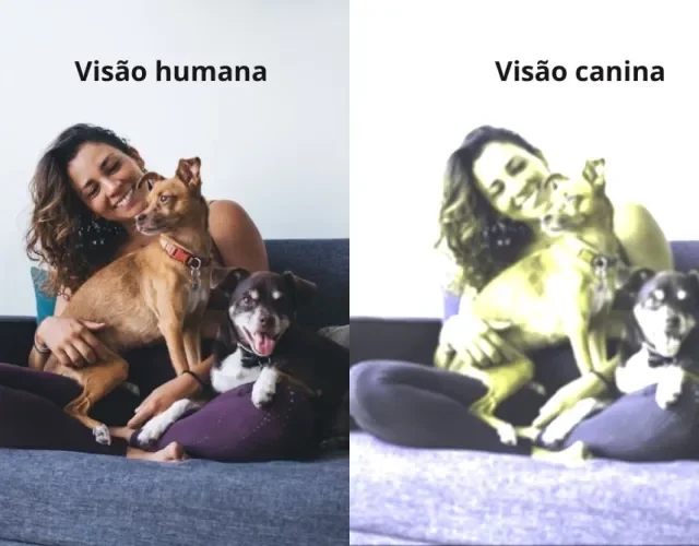 Mulher com cachorros na visão humana e na visão de um cachorro