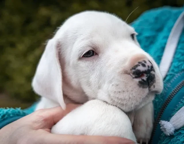 filhote de dogo argentino no colo de uma pessoa