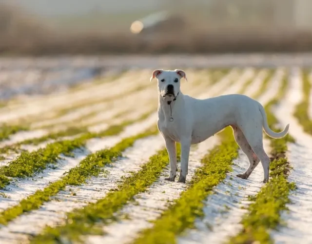 dogo argentino ao ar livre