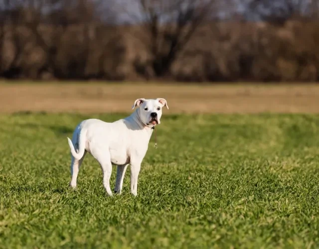 dogo argentino andando por um campo