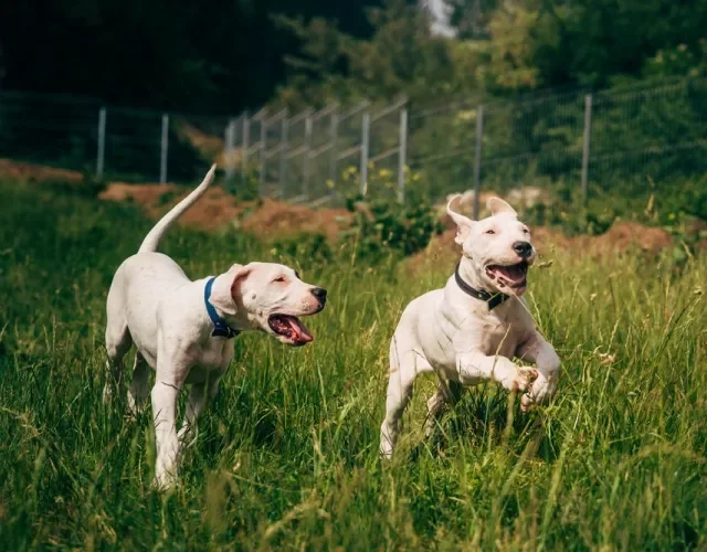 dois dogo argentino caminhando ao ar livre