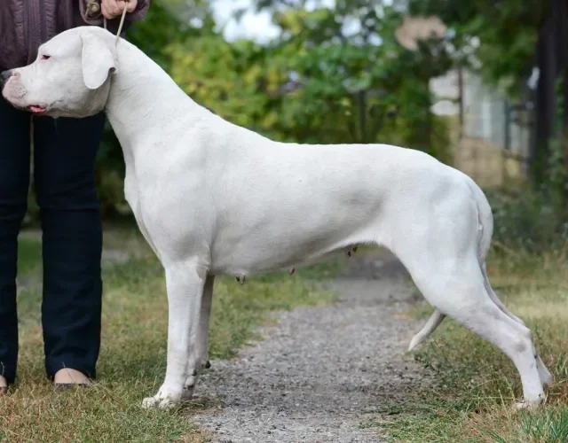 dogo argentino visto de lado