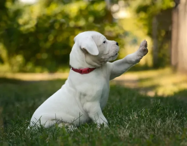 dogo argentino filhote com a patinha levantada