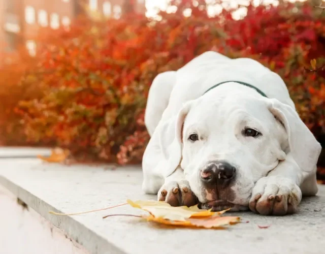 dogo argentino deitado no chão com flores vermelhas atrás