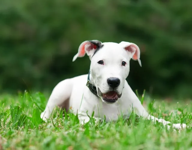 dogo argentino deitado no gramado