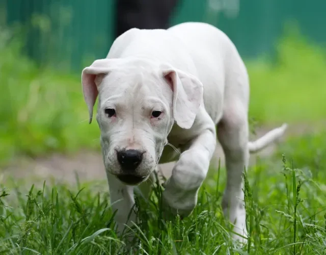 dogo argentino andando pelo mato