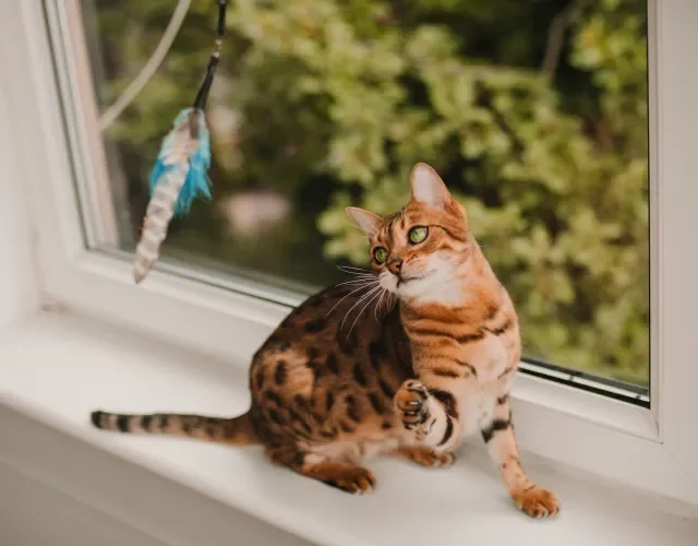 gato Bengal brincando com varinha