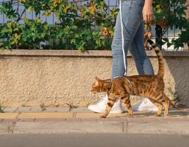 gato Bengal passeando de coleira