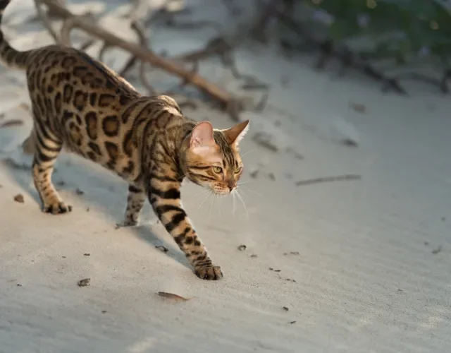 gato Bengal andando sob areia