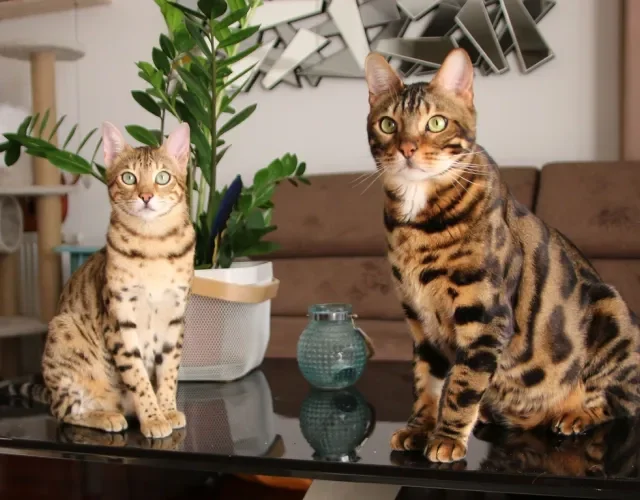 dois gatos Bengal lado a lado