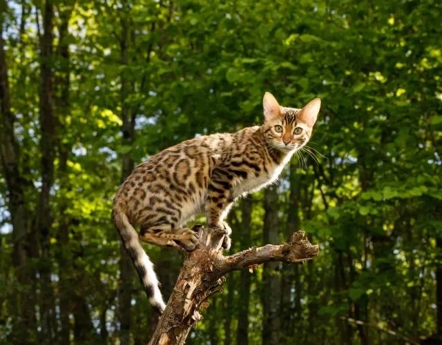 gato Bengal em cima de galho de árvore