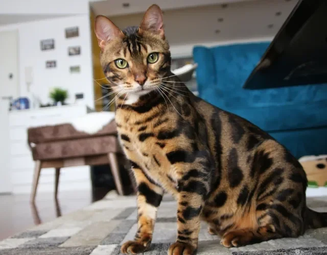 gato Bengal sentado dentro de casa