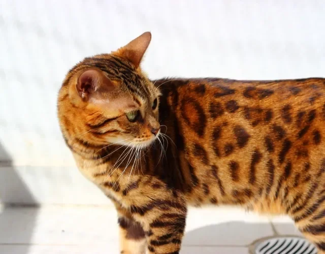 gato Bengal de perfil 