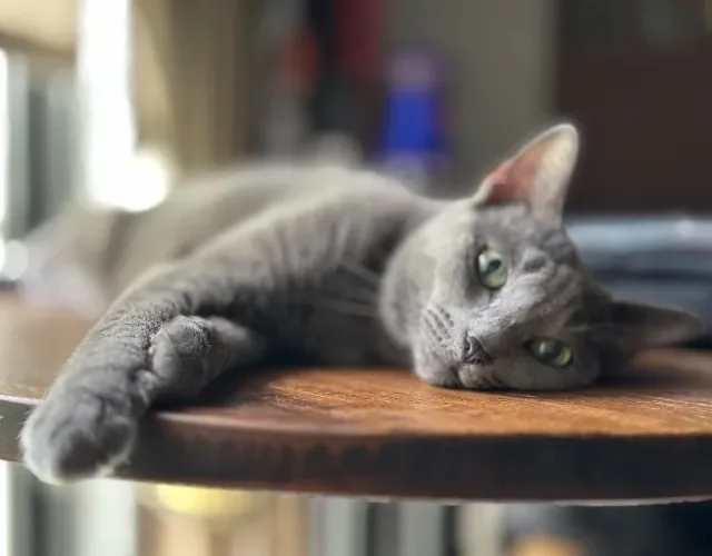 gato Azul Russo deitado na mesa