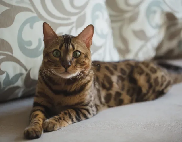 Gato Bengal deitado no sofá