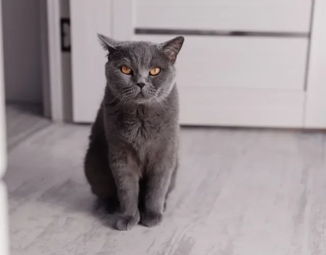 British Shorthair sentado dentro de casa