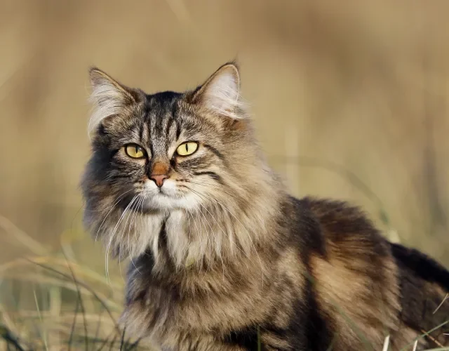 Gato Norueguês da Floresta na natureza