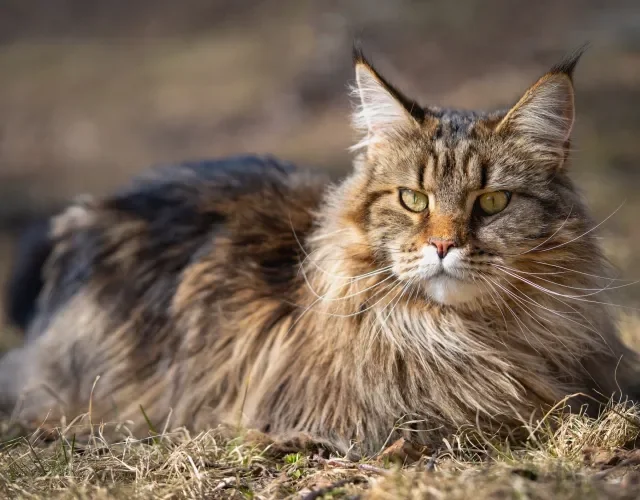 Maine Coon deitado ao ar livre