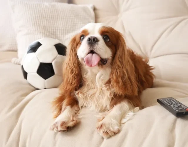 cavalier king charles spaniel deitado no sofá ao lado de bola