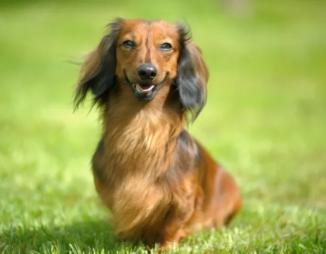 dachshund de pelo longo sentado na grama