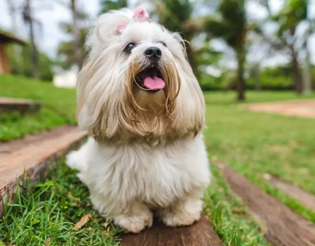 lhasa apso deitado na grama