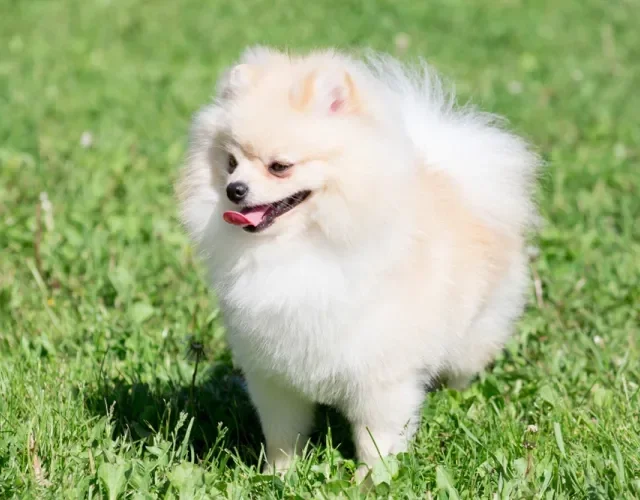 lulu da pomerânia em pé na grama