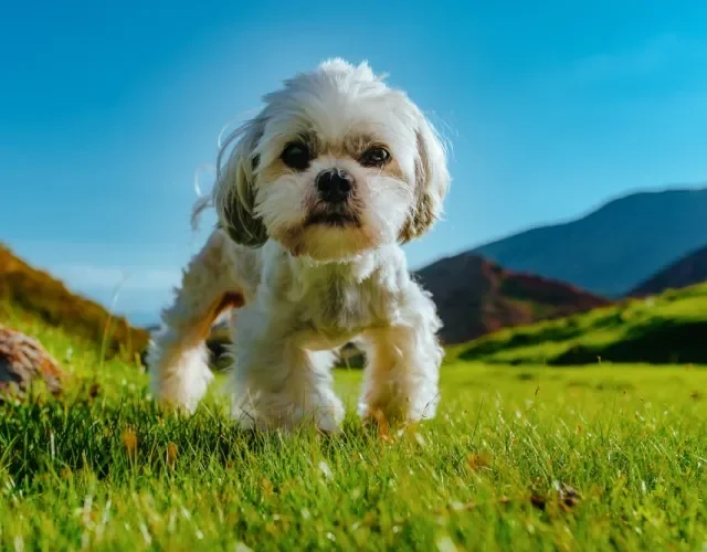 shih tzu em pé na grama