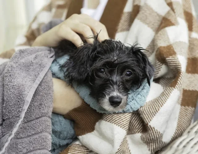 cachorro pequeno peludo no colo de uma pessoa