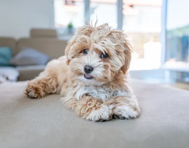 cachorro pequeno peludo deitado no chão