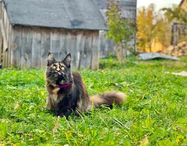 gato escaminha na grama