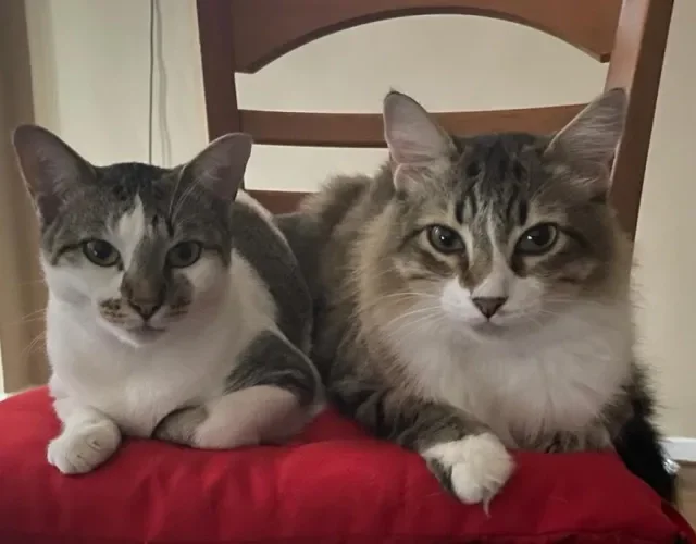 2 gatinhos