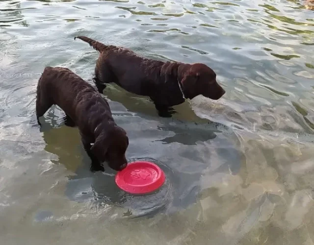 Hotel pet friendly: a Joana e o Zuzu também adoram viajar e brincar na água