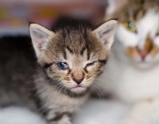 Conjuntivite em gatos filhotes é muito comum!