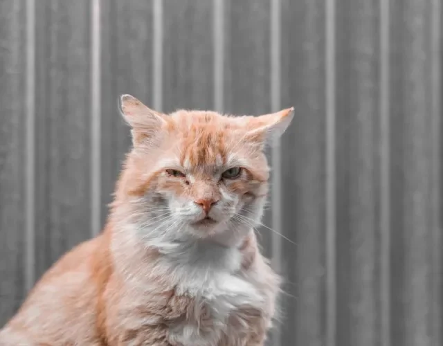 Conjuntivite em gatos: remela em excesso é o principal sintoma