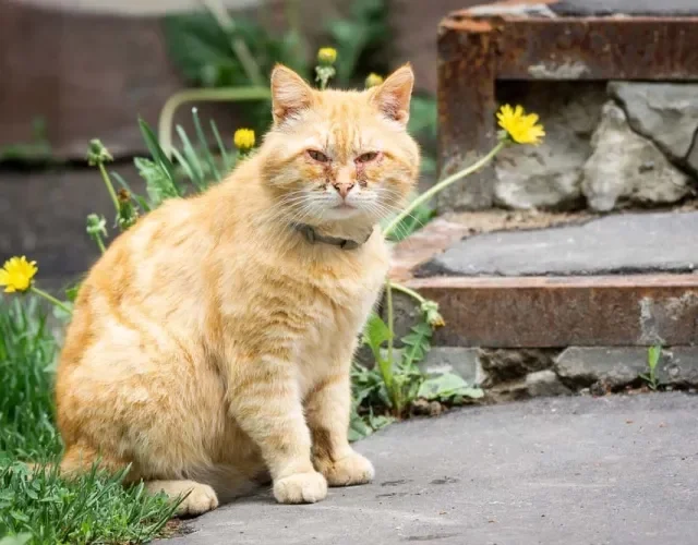 Gato com olho vermelho também é um sinal da conjuntivite