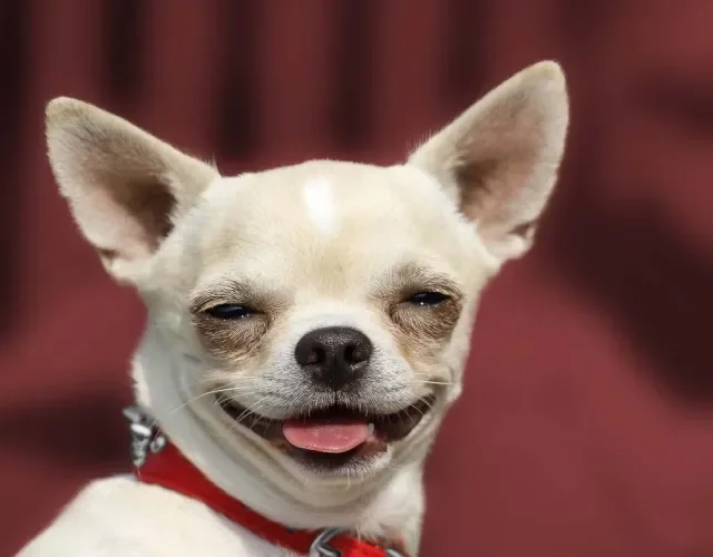 Cachorro Chihuahua com língua de fora e olhos estreitos