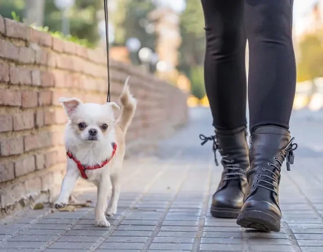 Cachorro Chihuahua passeando na rua