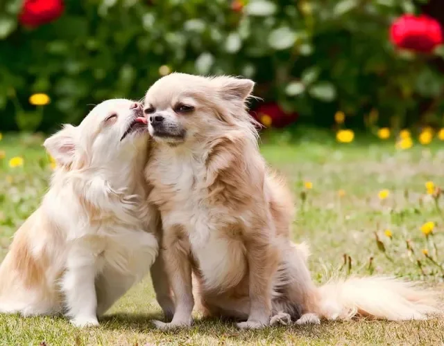 Dois Chihuahuas fazendo carinho um no outro