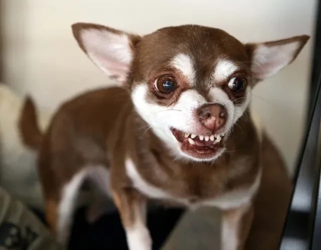 Chihuahua com dentes à mostra, bravo