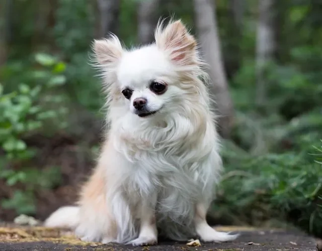 Chihuahua sentado ao ar livre em floresta