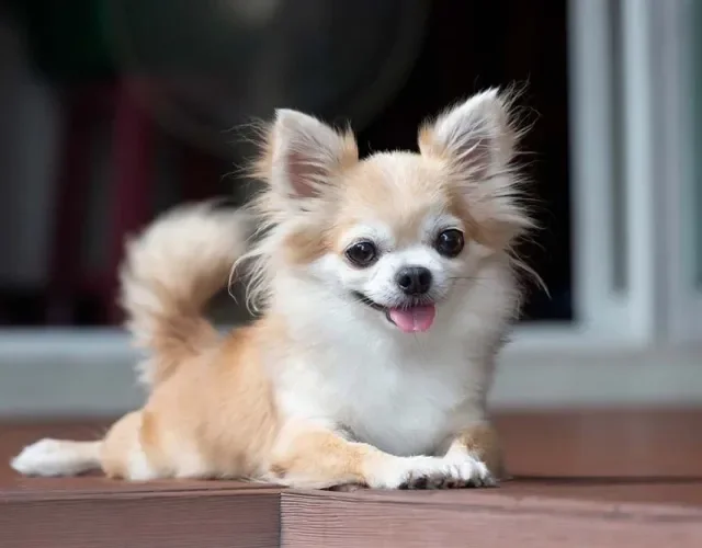 Chihuahua deitado em piso de madeira