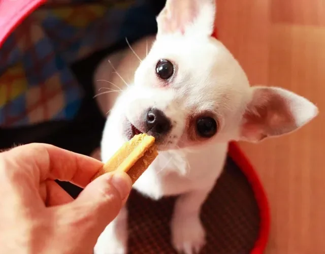 Cachorro Chihuahua comendo um petisco