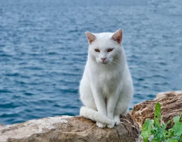 O gato branco vira-lata sempre chama atenção