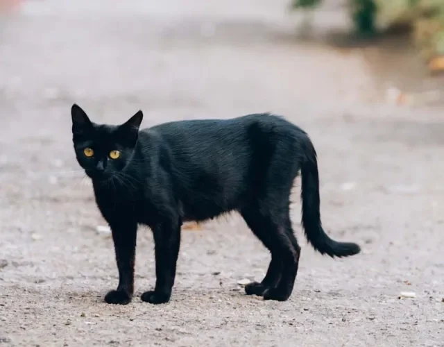 Um gato preto vira-lata é super amoroso e apaixonado pela família