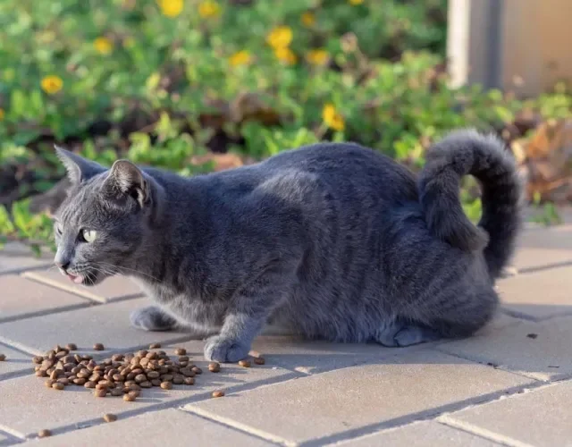 Adotar um gato cinza vira-lata traz felicidade para qualquer família