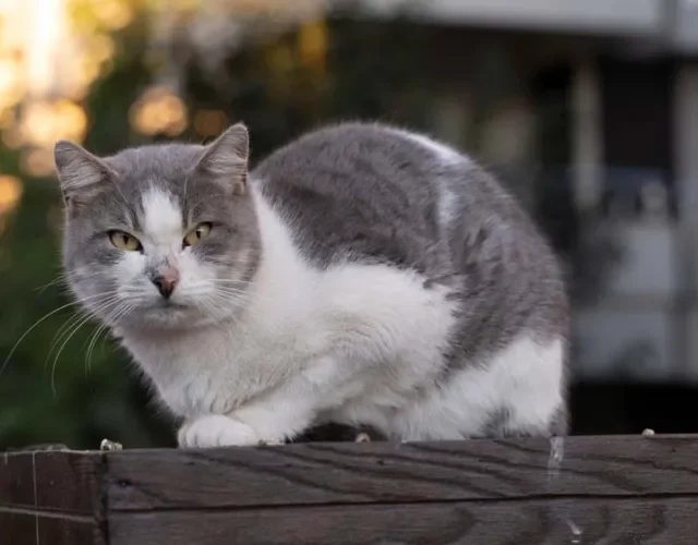 O gato cinza e branco vira-lata une duas das cores de gatos mais queridas pelos gateiros