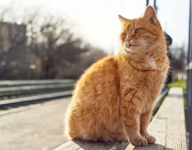 Impossível não se apaixonar pelo gato laranja vira-lata