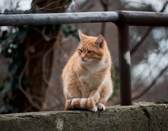 O gato laranja e branco vira-lata faz sucesso em qualquer lugar